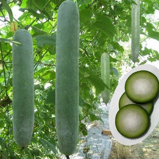 Hạt giống bí sặt - Bí xanh dài - 1 gói 20 hạt - DC