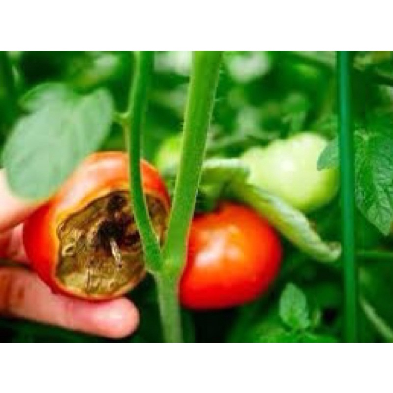 Coc 85wp 1kg TânQuy Thuốc trừ bệnh cho hoa lan, hoa mai-thán thư,sương mai, ghẻ trái, Ghẻ lá