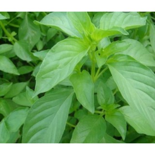 HẠT RAU HÚNG THƠM, RAU É TRẮNG - GÓI 2 GRAM