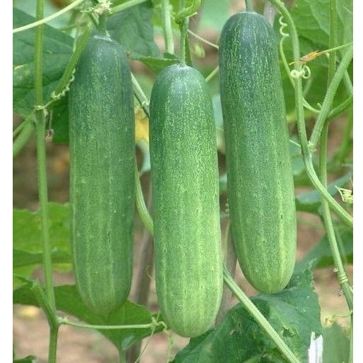 Hạt Giống Dưa Leo Lai F1 Én Vàng 223