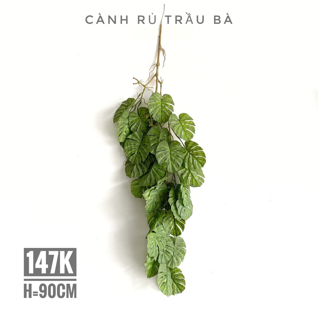 CÀNH RỦ TRẦU BÀ [CÀNH lá trang trí Anthinh Decor, cành lá điểm]