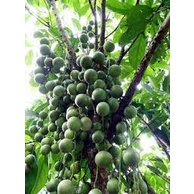 Cây giống dâu da xanh trái tròn