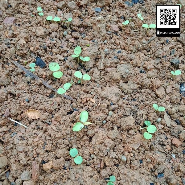 [Top Bán Chạy] - Gói 5000 hạt giống rau đay xanh - Tập làm vườn cùng Tạ Gia Trang