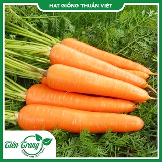 Hạt giống cà rốt tn