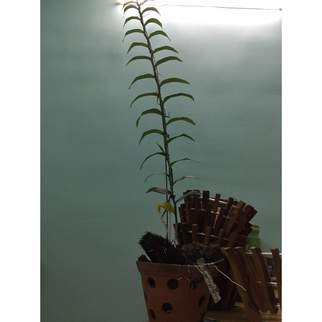Dớn cắt miếng ghép lan-0.5kg