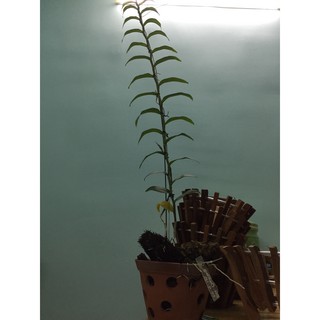 Dớn cắt miếng ghép lan-0.5kg