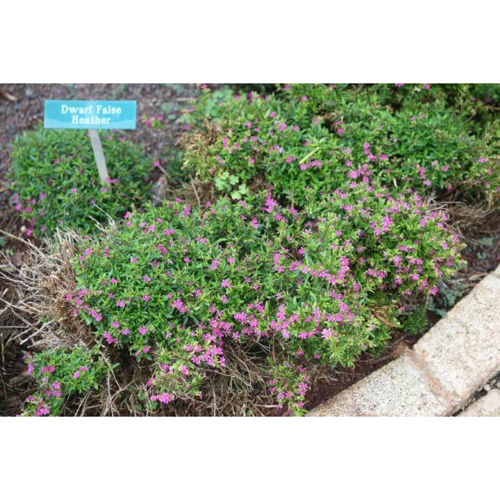 Cây Cuphea hyssopifolia Hawaiian Heather (Thạch Nam Hawaii) chậu nhựa 8cm