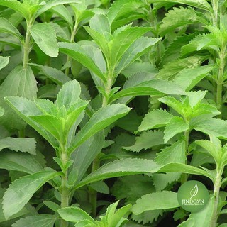500gram Cỏ ngọt khôJD012