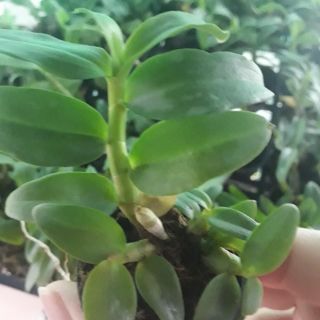 Phi điệp ám mắt đỏ