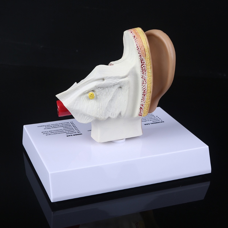 Mô Hình Tai Người 1.5 Lần Sống Động Dùng Giảng Dạy Khoa Học