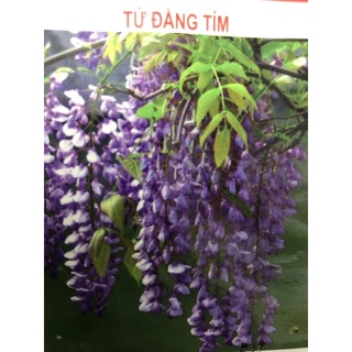 Hạt giống Hoa Tử Đằng (5 hạt)