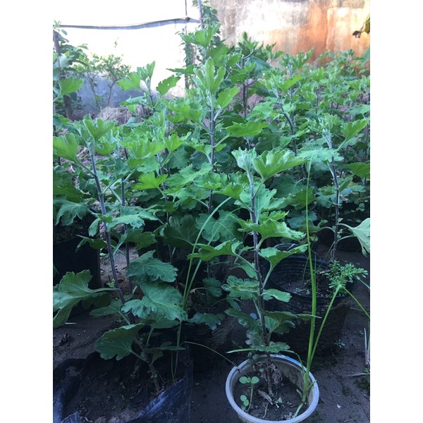 cúc cổ sơn la cao 30-40cm