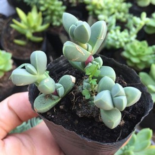 SEN ĐÁ LÁ TIM 🧚[SIÊU ĐẸP]🧚 - SEN ĐÁ BUÔN MA THUỘT