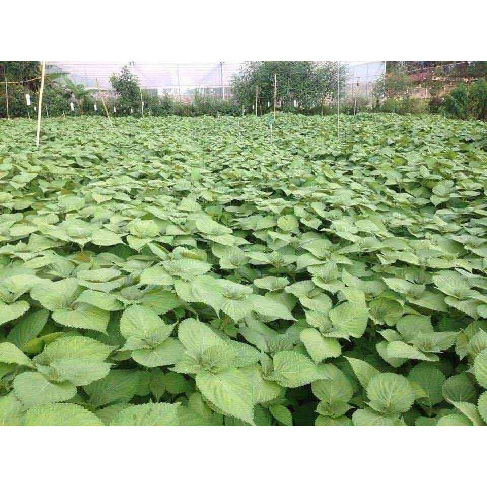 HẠT RAU THƠM MÈ LÁ MÈ HÀN QUỐC - GÓI 1 GRAM