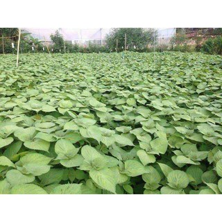 Hạt giống lá mè hàn quốc - gói 1 gram