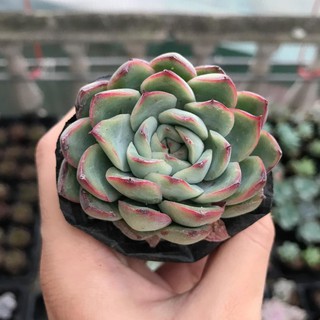 Sen Đá Viền Hồng | Xuất xứ Đà Lạt | Dễ trồng dễ chăm