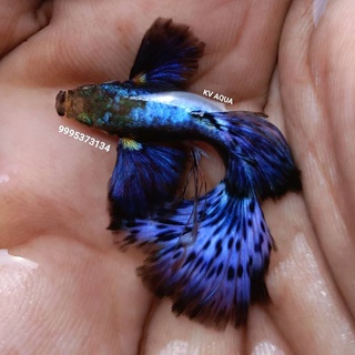 Cám cá guppy Rồng Xanh Indo + Tặng thùng xốp 30x20x10 chống thấm