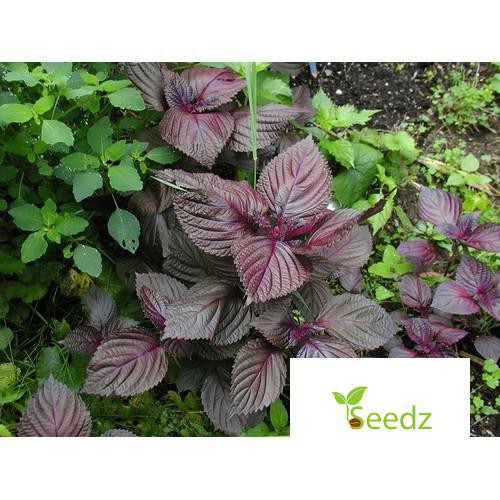 Hạt giống tía tô VINMARK HẠT GIỐNG