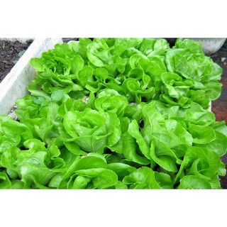 Hạt giống rau Xà Lách Đăm - Xà lách cuộn xanh