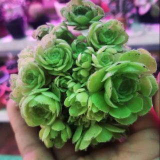 Hoa hồng pháp - Greenovia Dodrentalis