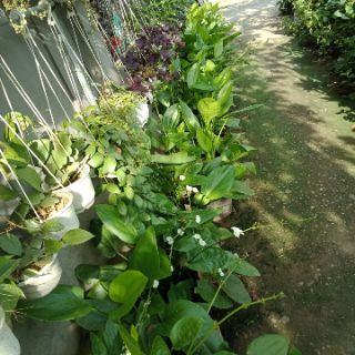 Cây bách thủy tiên ( cây lan nước)