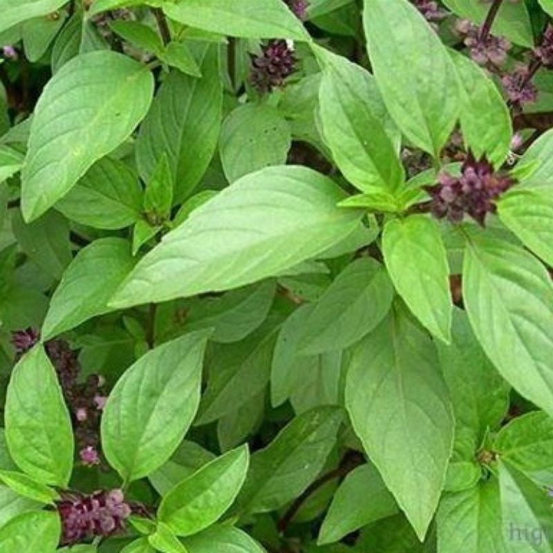 cây Húng Quế(húng chó)