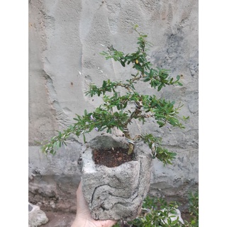 Linh sam bonsai HÒN NON BỘ