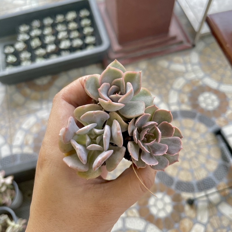 Sen Đá Mini Theo Màu