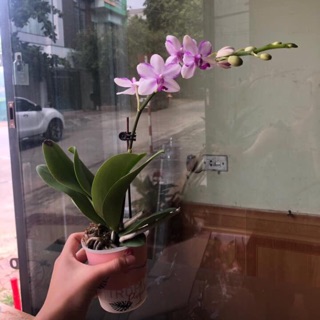 Lan hồ điệp đã có hoa y hình tri ân khách hàng