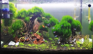 Rêu Flame Moss (rêu lửa) thủy sinh