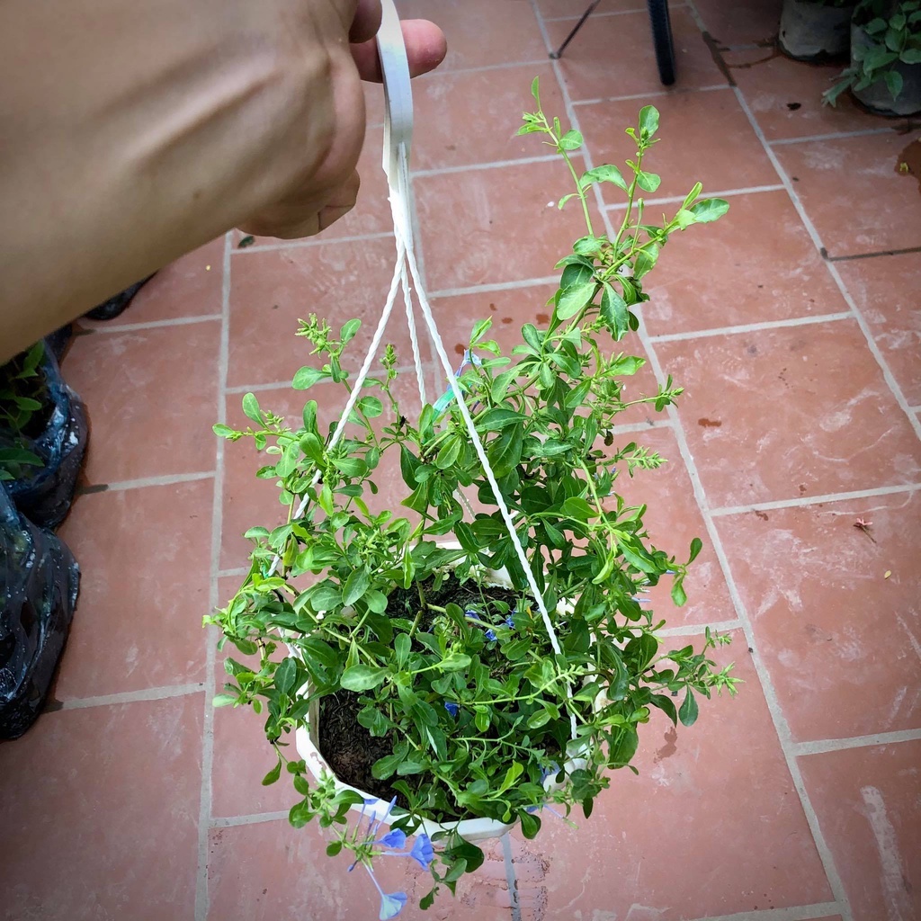 Cây hoa thanh xà chậu treo - THẾ GIỚI HOA CÂY CẢNH - .