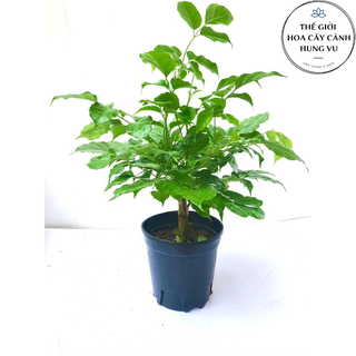 Cây hạnh phú cao 40 cm - Cây phong thủy.