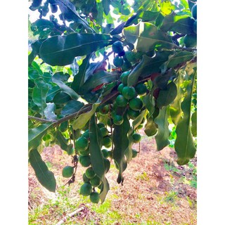 Hạt Macca Tây Nguyên (Hộp 500g)