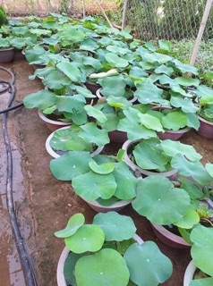 Hạt sen mini nhật bản