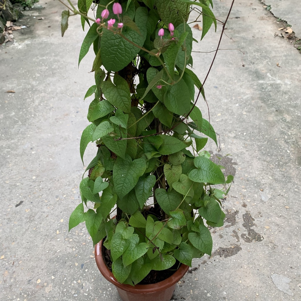 Cây hoa tigon leo giàn dài 70cm, cây leo giàn tạo bóng mát nở hoa cực đẹp, trang trí ban công và tường rào