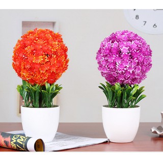 Combo 4 chậu hoa cẩm tú cầu