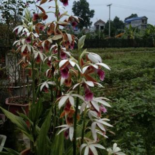 1 củ Hạc Đỉnh Nâu (thơm)