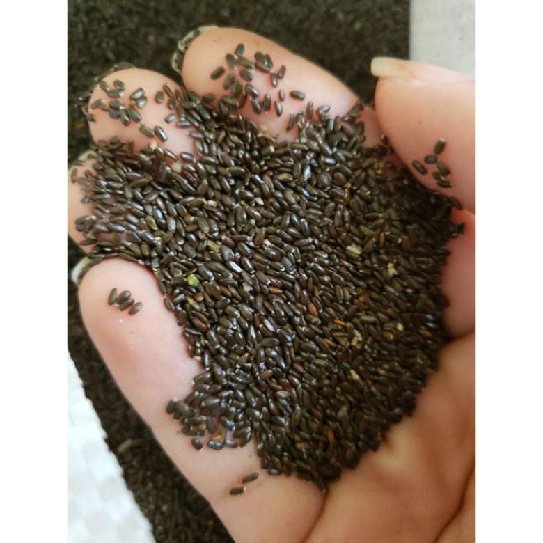 200H - Hạt giống hoa Lavender  - thơm hơn nước hoa