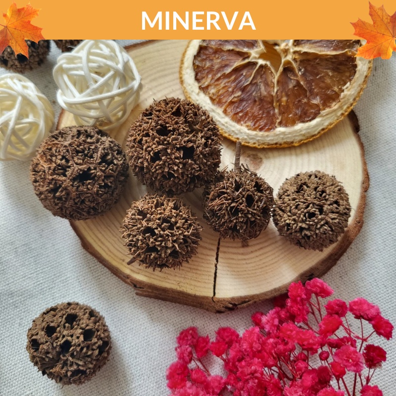 TRANG TRÍ 3 quả sweetgum khô phụ kiện chụp ảnh, trang trí nhà cửa, làm đồ handmade, phụ kiện gói quà tặng
