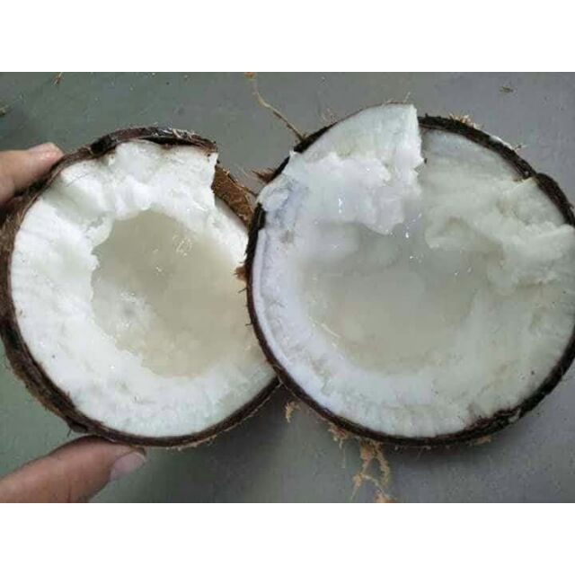 Dừa sáp cầu kè