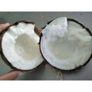 Dừa sáp cầu kè
