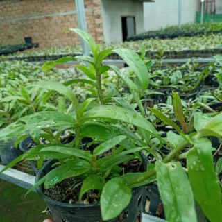 Giả hạc châu như, taly gieo hạt sổ số