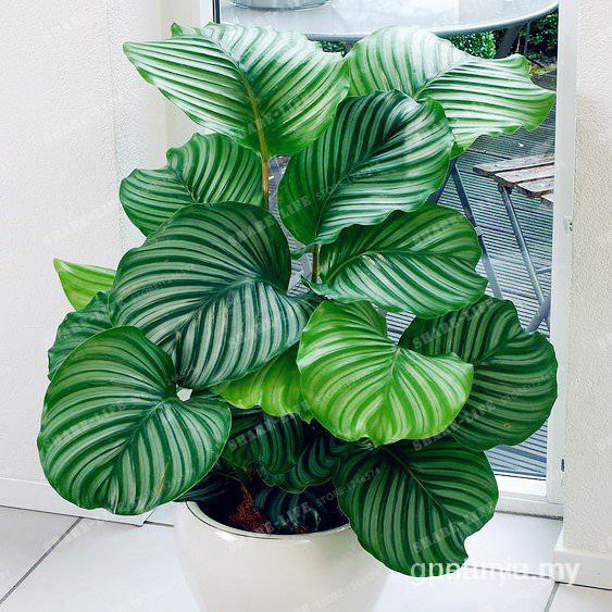 Bộ 50 Hạt Giống Calathea Trồng Cây Mọng Nước Bốn Mùa Cho Sân Vườn / Nhà Ở / Ban Công Up98