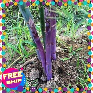 10 Hạt giống Măng tây tím (tặng gói Kích nẩy mầm và Hướng dẫn) TRỢ GIÁ KHUẾN MẠI TẾT