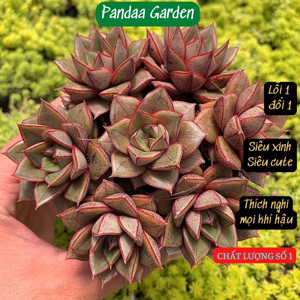 Sen đá hoa hồng đen size mini 2.5-4cm, xuất xứ Đà Lạt khoẻ đẹp, thích nghi mọi khí hậu, lỗi 1 đổi 1