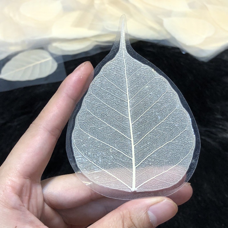 Lá Bồ Đề Trắng Tự Nhiên - mang lại may mắn, bình an | BigBuy360 - bigbuy360.vn