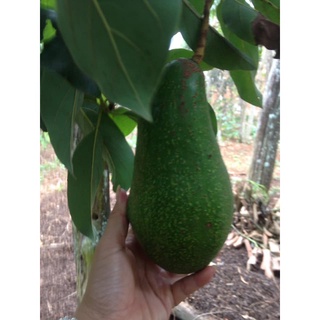 Cây giống bơ sáp da xanh