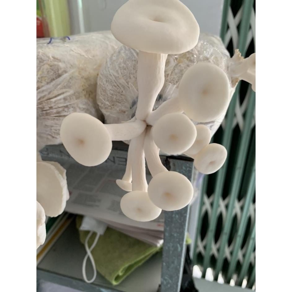 Phôi nấm giống Bào ngư và Sò trắng