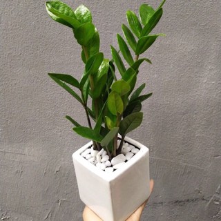Chậu cây kim tiền mini