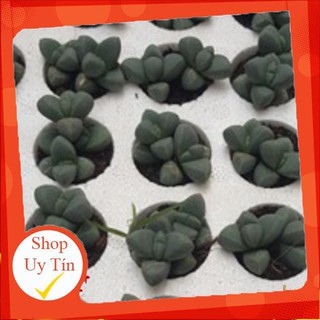 Sen đá sen tim vĩ🍏 |FREESHIP| 🔥 XỨ NÓNG, ĐÃ THUẦN KHÍ HẬU, KHOẺ ĐẸP 🍏 LỖI 1 ĐỔI 1